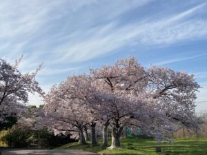 空と桜と大地のコラボレーション